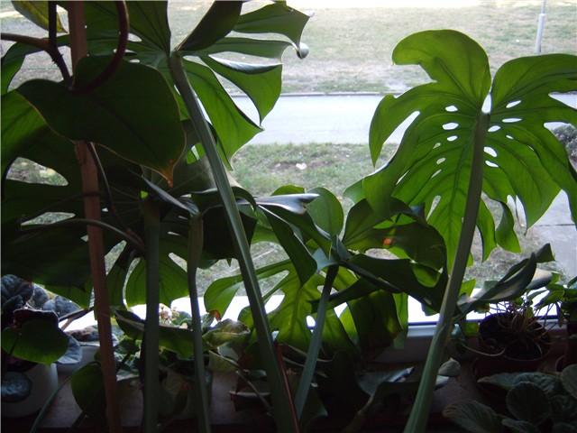 filodendron