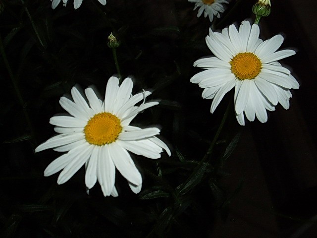 moje cvijeće