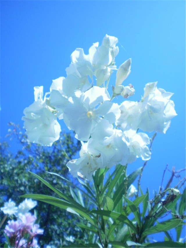 Bijeli oliander