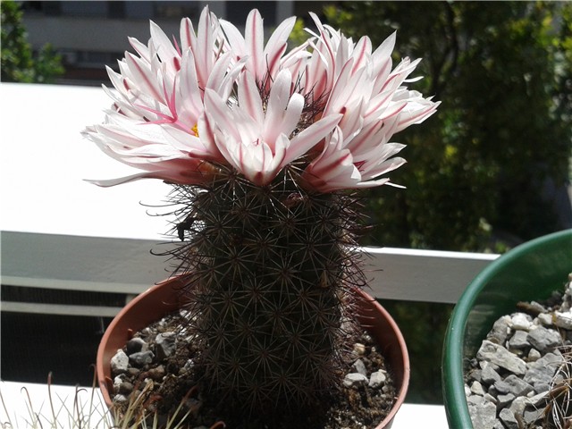 Mammillaria 