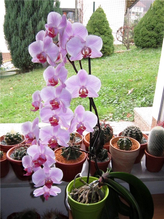 Phalaenopsis