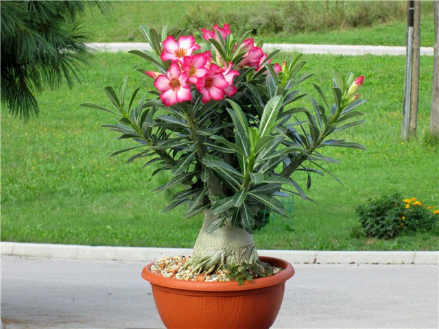 Adenium obesum