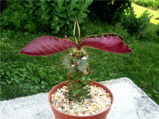 Monadenium magnificum 