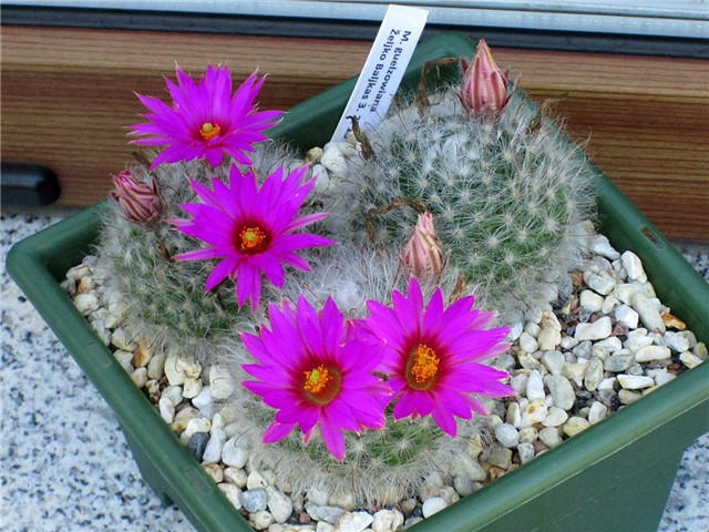 mammillaria guelzowiana