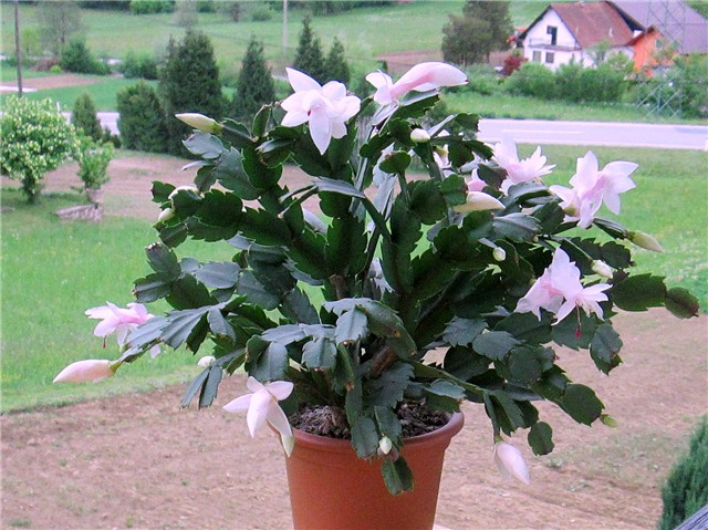 Schlumbergera truncata