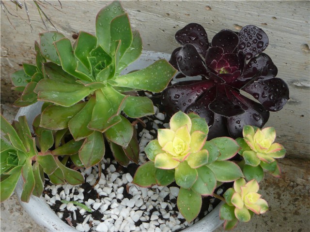 aeonium