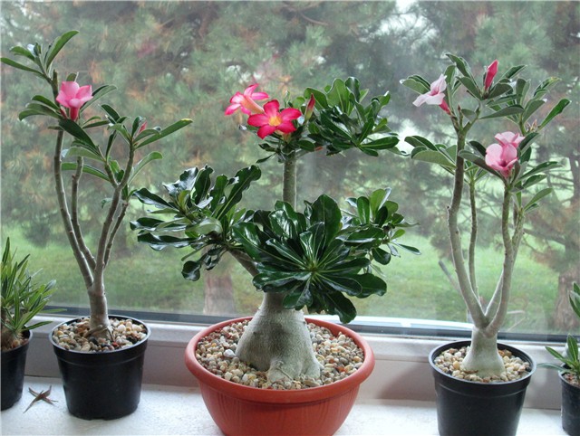 adenium
