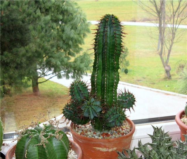 euphorbia fruticosa