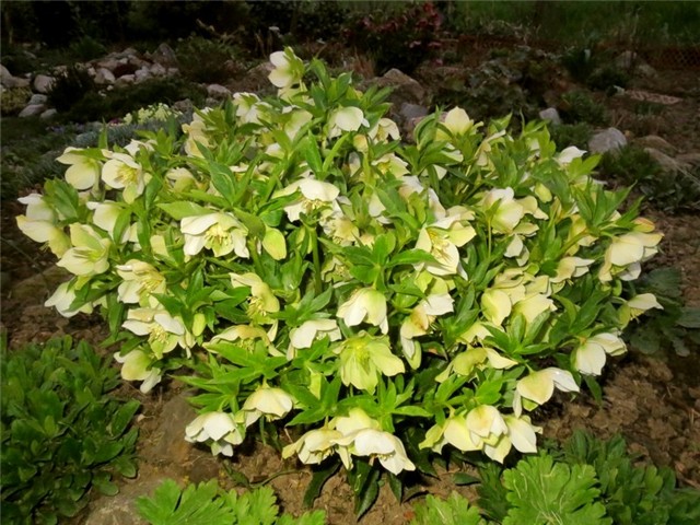 kukurijek helleborus