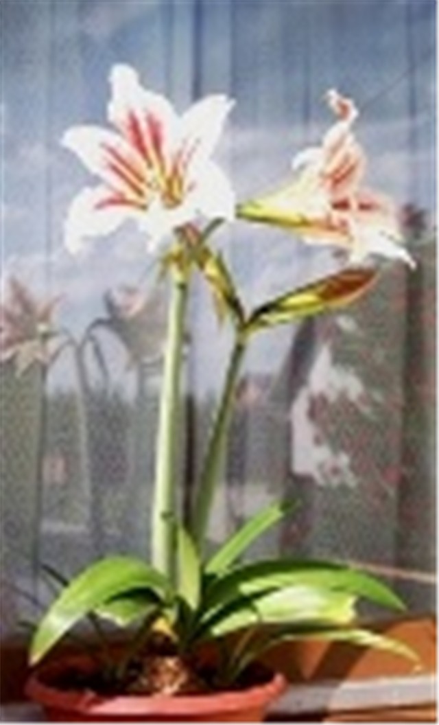Amarilis
