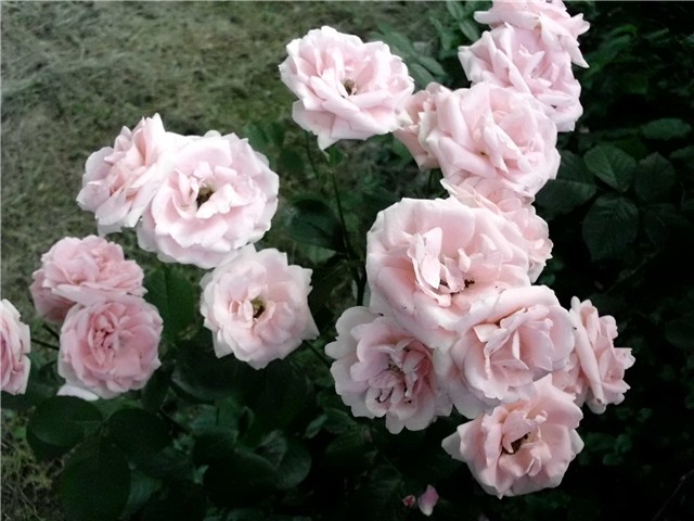 roze ruže1