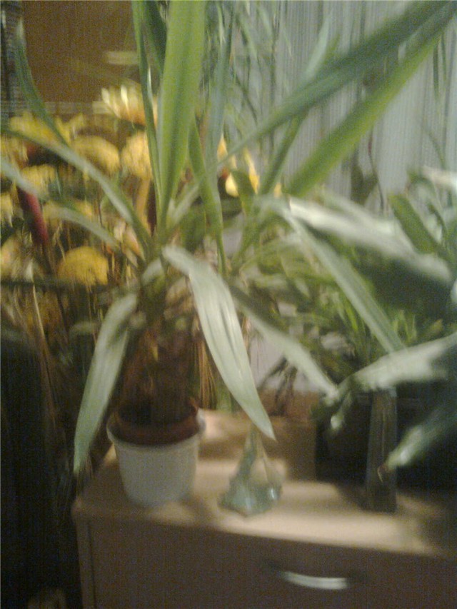 yucca