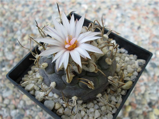 turbinicarpus  schwarzii