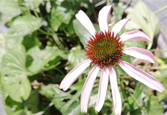 Echinacea