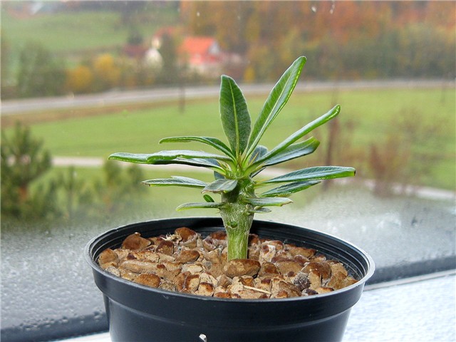 Pachypodium ambongense  