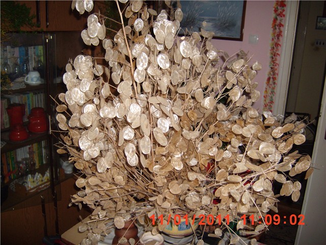 lunaria
