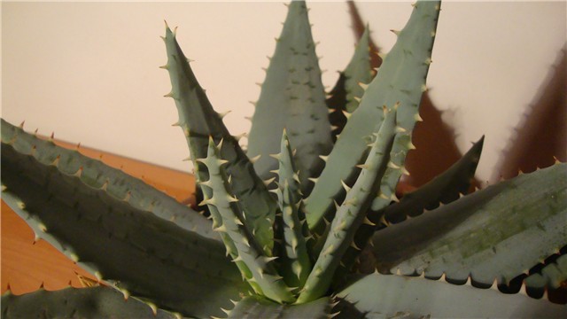 kaktus