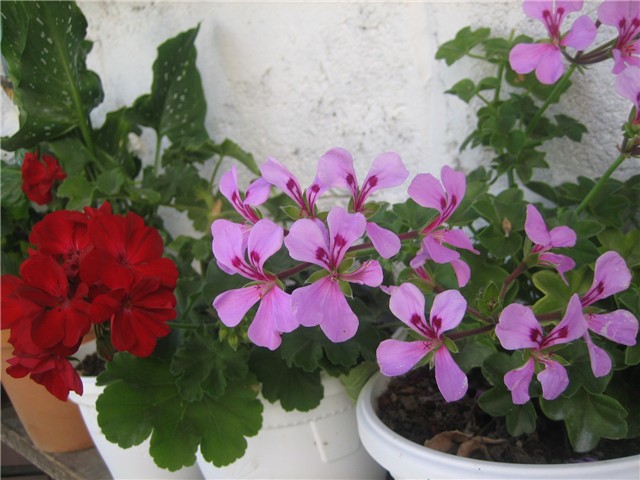 Pelargonije/3