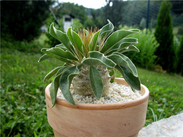 Pachypodium namaquanum