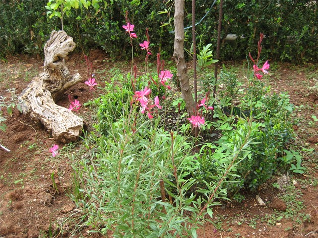 gaura