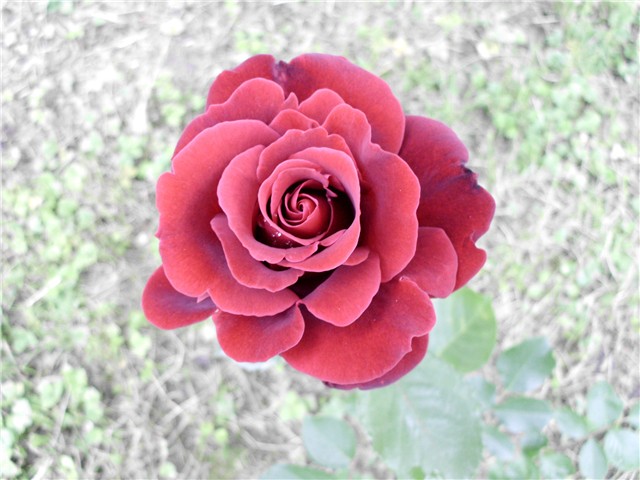 crvena ruža3