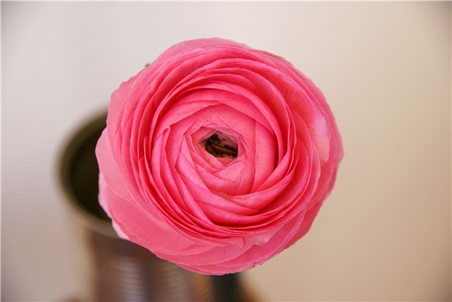 ranunkula hot pink