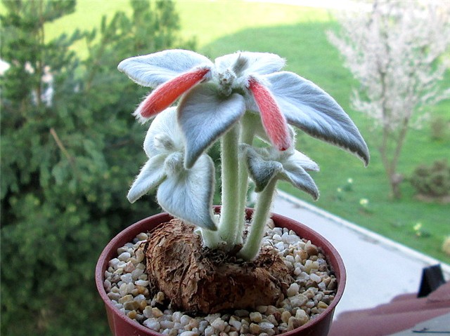 sinningia leucotricha