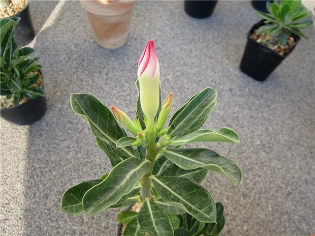 Adenium obesum, travanj 2012.