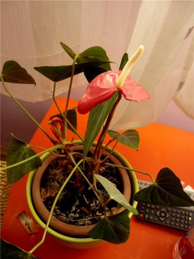 Anthurium