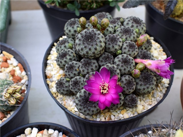 sulcorebutia rauschii