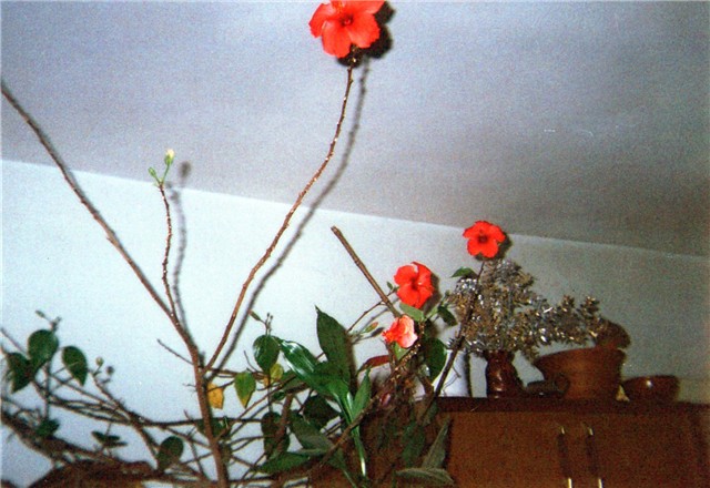 hibiskus1