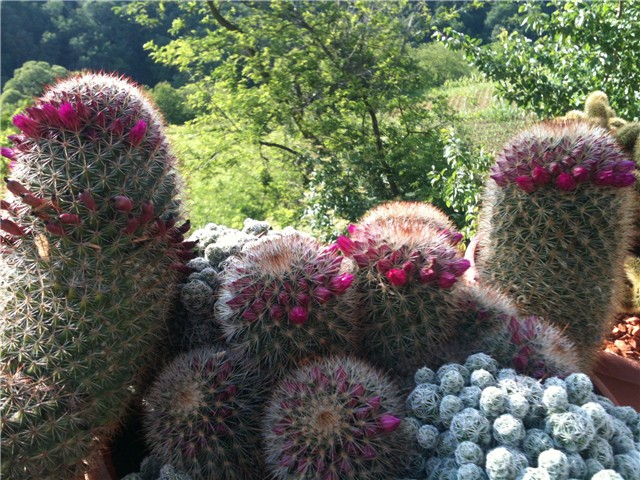 mammillaria