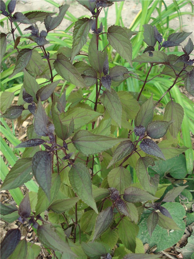 Eupatorium rugosum