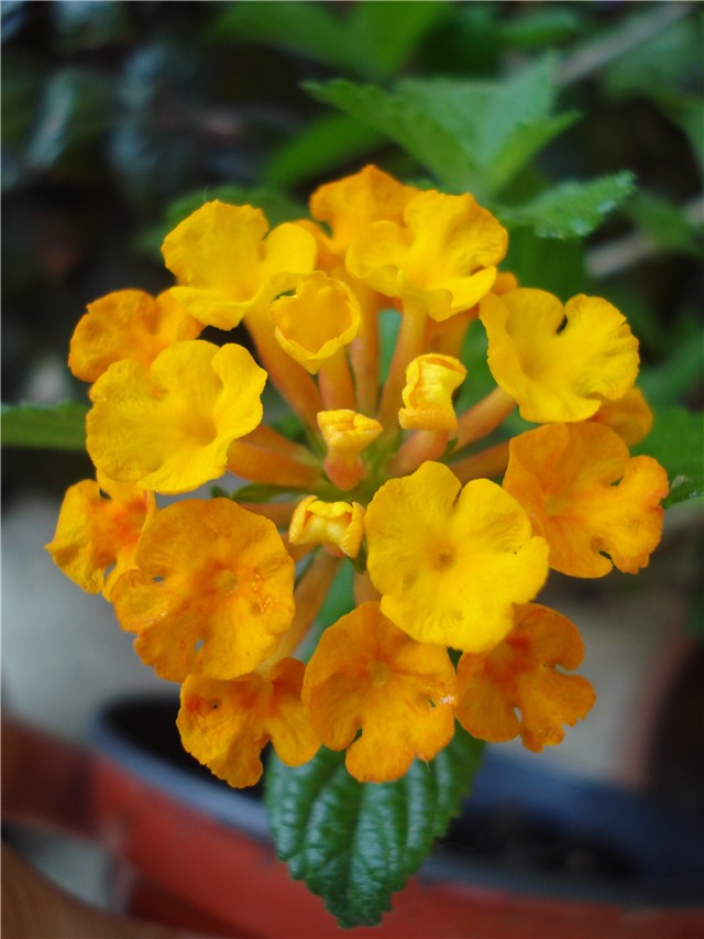 Lantana