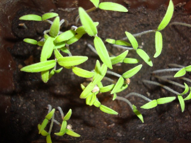 Cherry rajćica