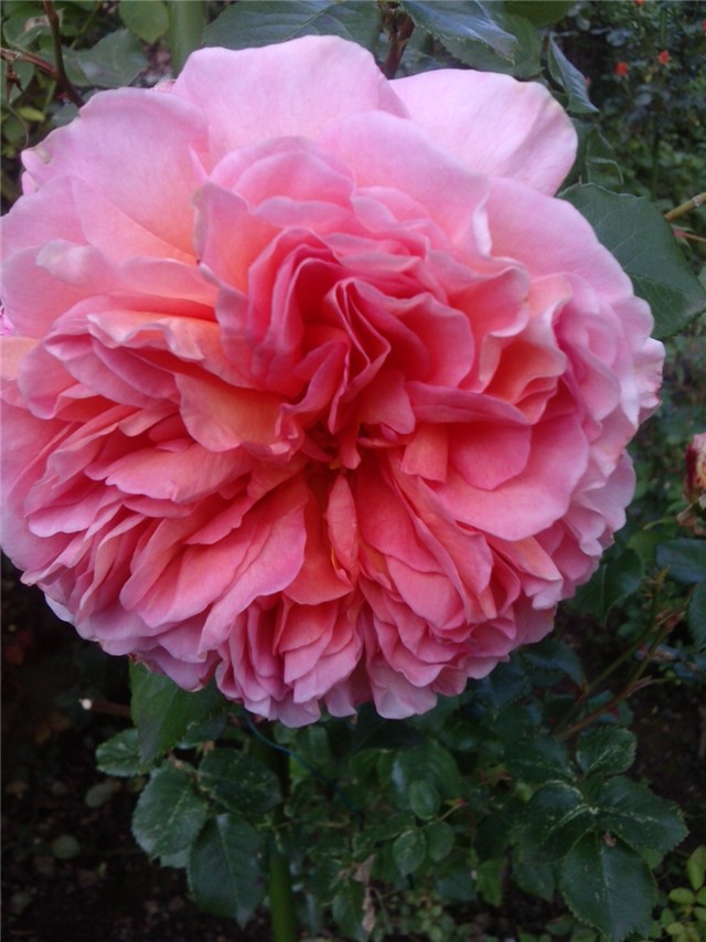 rosa Abraham Darby-Austin