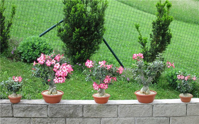 Adenium obesum