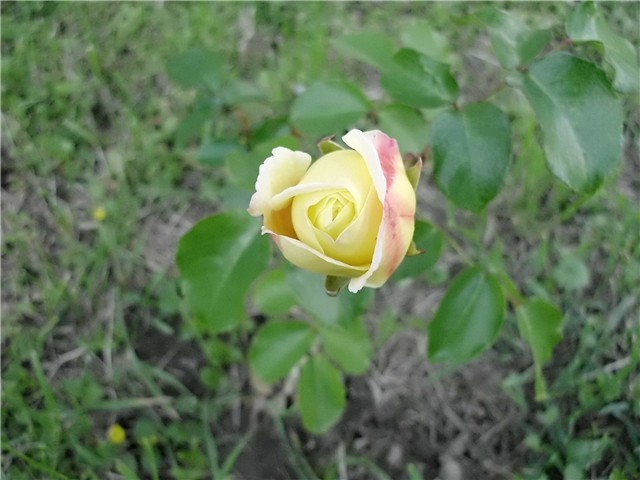  žuta ruža