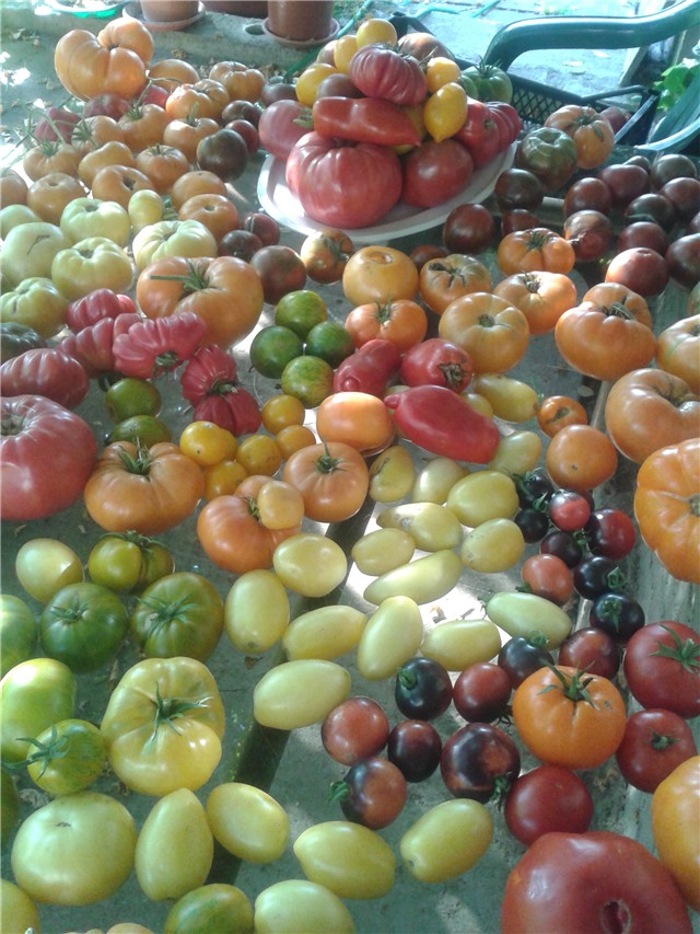 moj paradajz