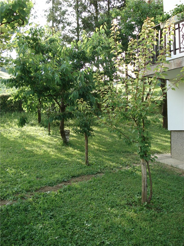 novi vocnjak