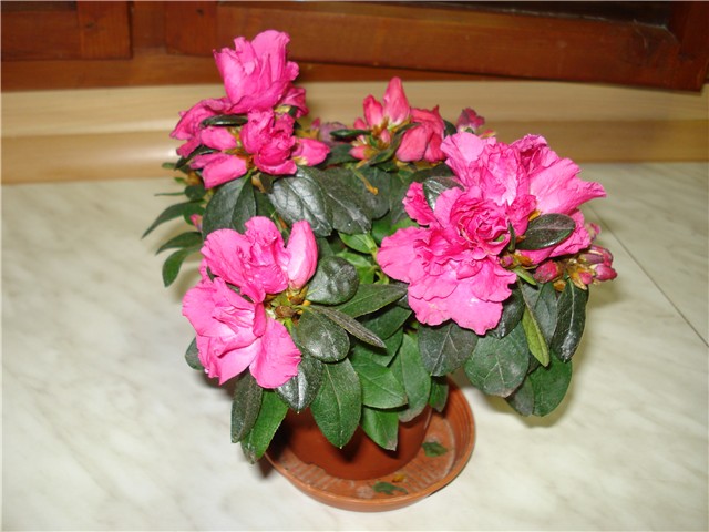 AZALEA
