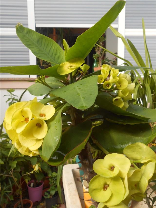 Euphorbia milii