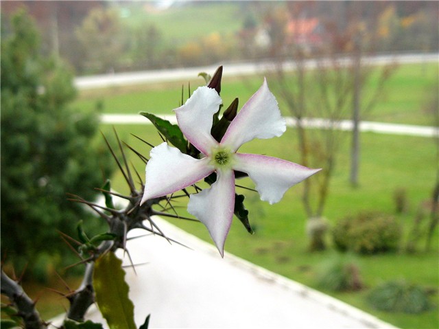 Pachypodium saundersii