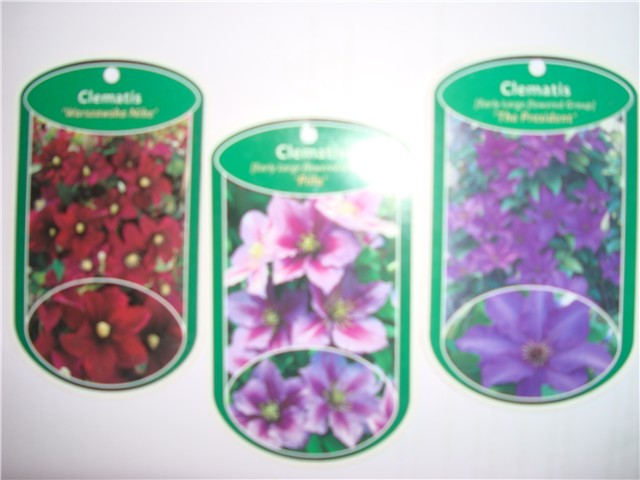 clematis1