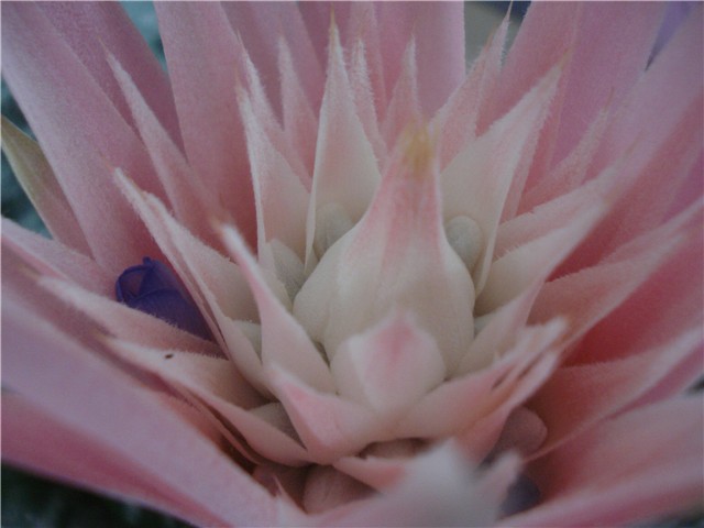 aechmea1