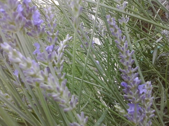 lavanda ljubičasta