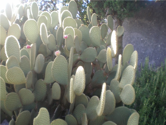 Opuntia- Lošinj
