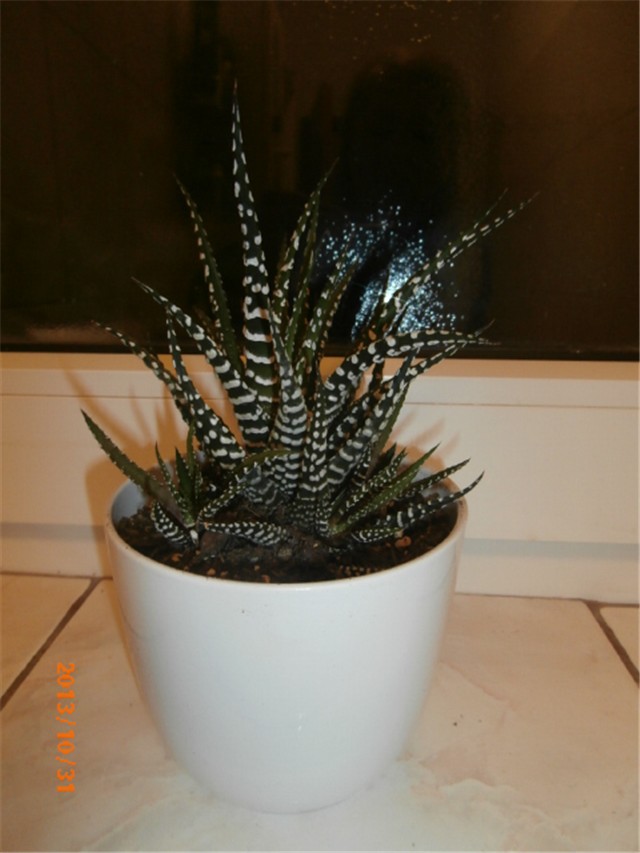 haworthia big band