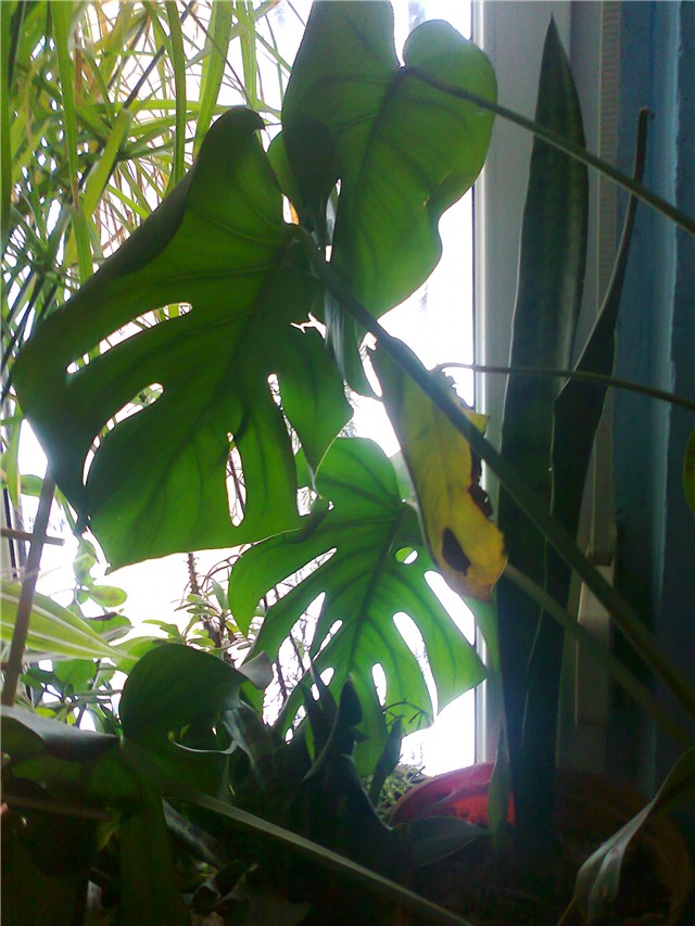 filodendron1