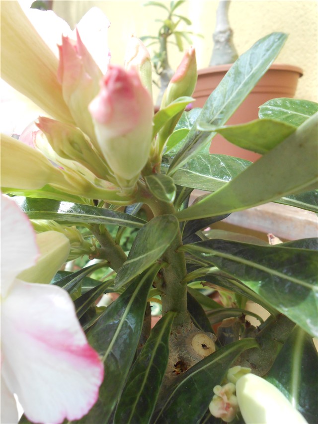 Adenium